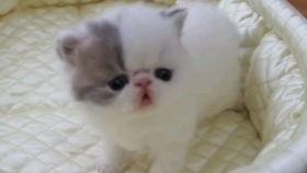 狗仔爆料加菲视频播放,加菲猫萌态视频走红网络  第1张